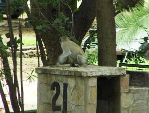 Monkey Moth Holiday Resort